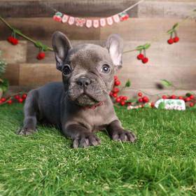 French Bulldog