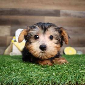 Yorkshire Terrier