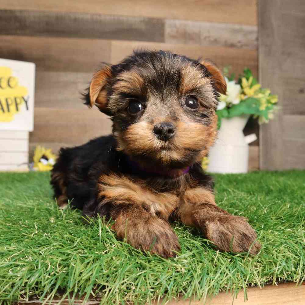 Female Yorkshire Terrier Puppy for Sale in Blaine, MN