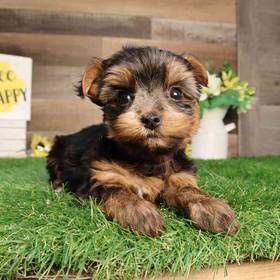 Yorkshire Terrier