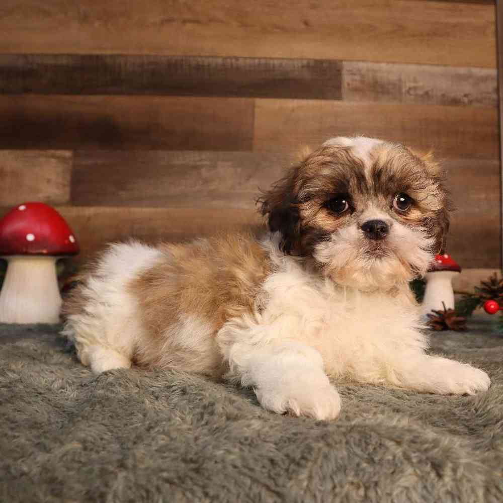 Female Shih Tzu Puppy for Sale in Blaine, MN