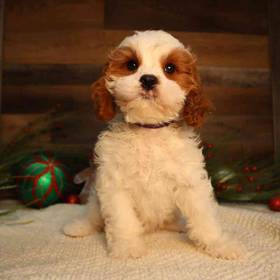 Cavapoo