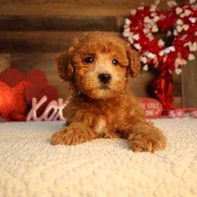 Mini Goldendoodle 2nd Gen