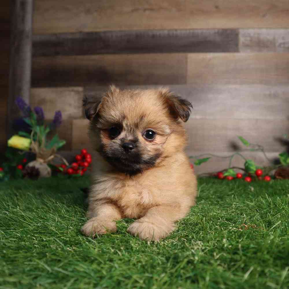 carousel pet images