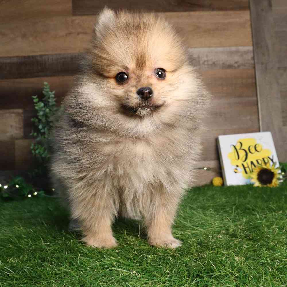 Male Pomeranian Puppy for Sale in Blaine, MN