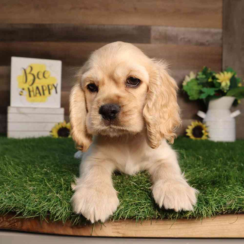 Image of a pet breed in the gallery