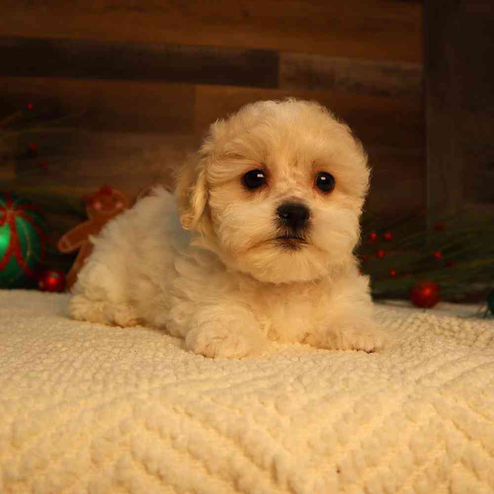 Female Teddy Bear Puppy for Sale in Blaine, MN