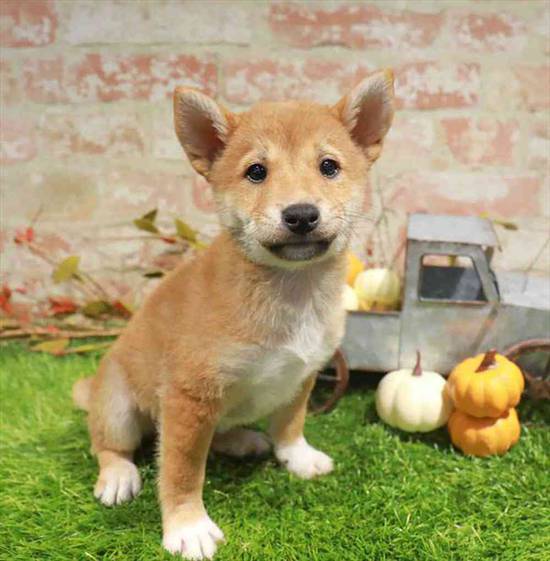 Shiba Inu