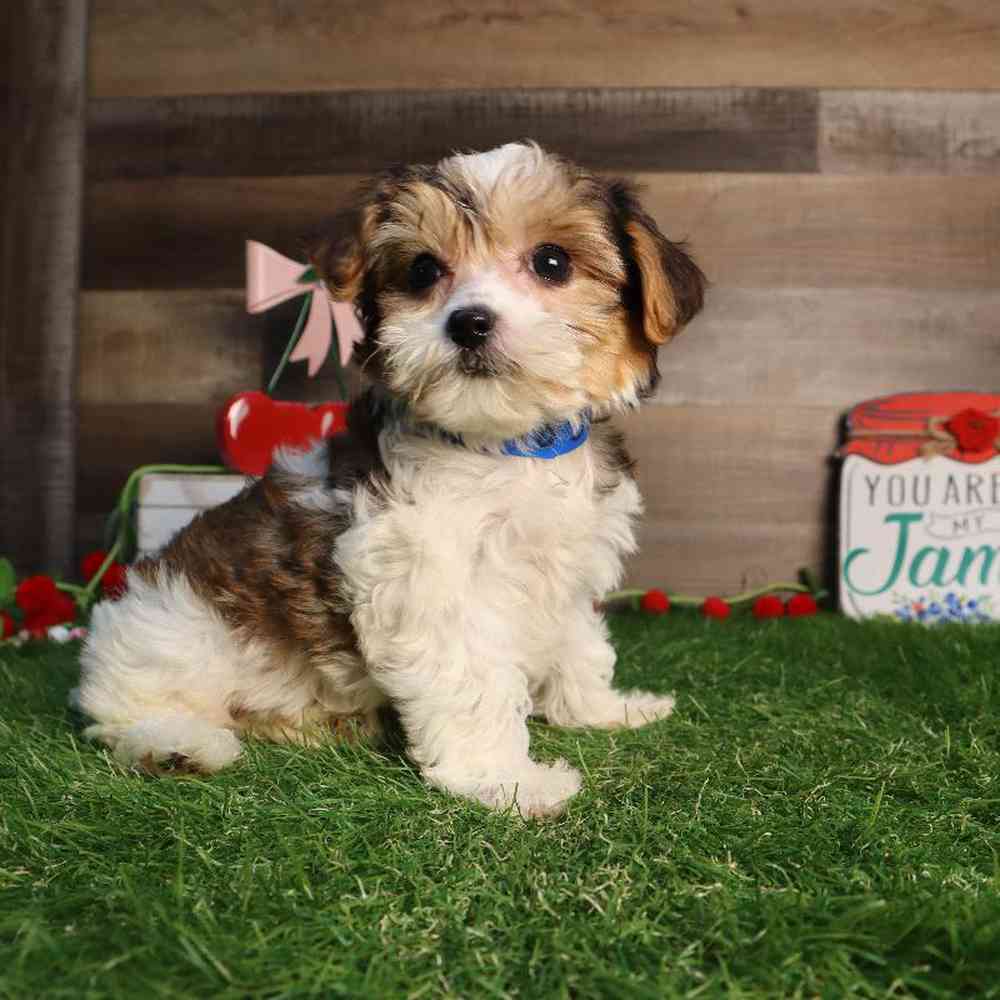 Male Yorkie-Poo Puppy for Sale in Blaine, MN