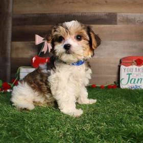 Yorkie-Poo