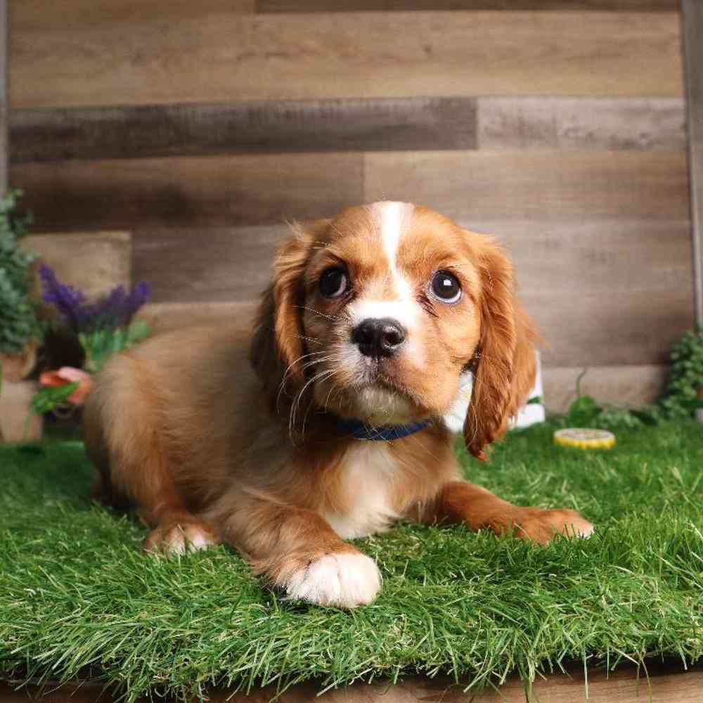 carousel pet images