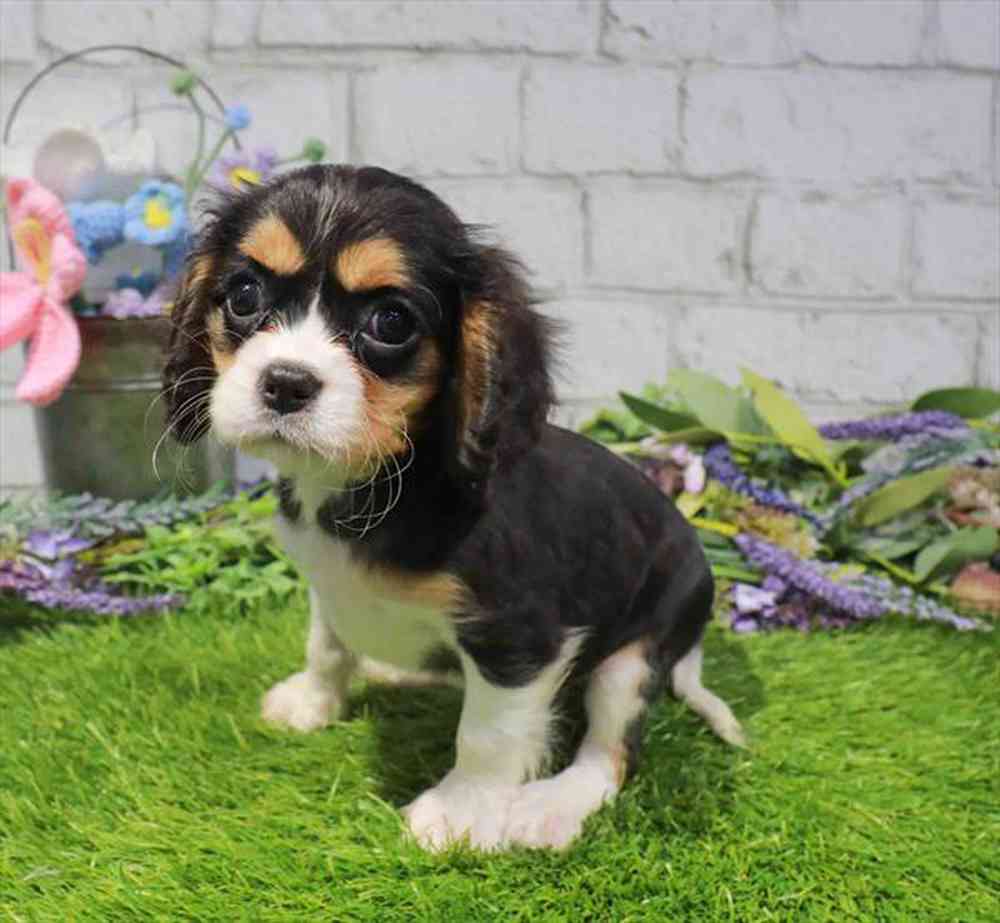 carousel pet images