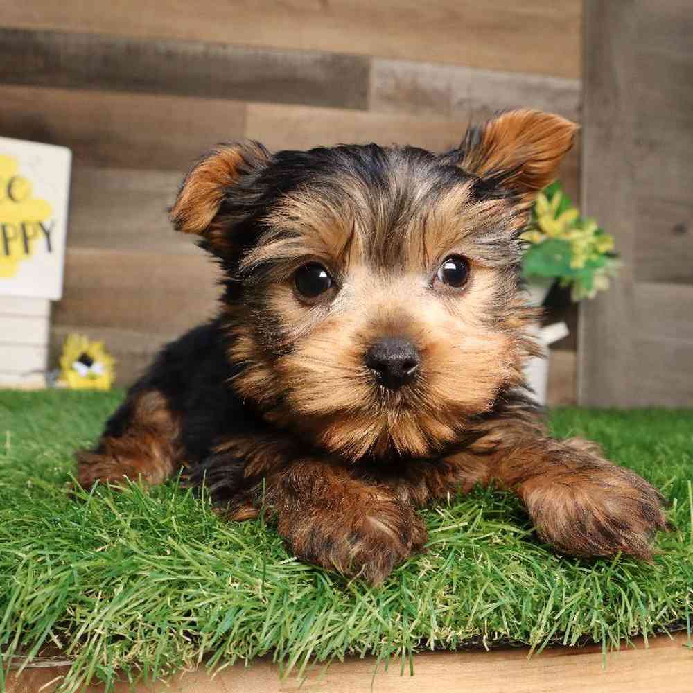 Male Yorkshire Terrier Puppy for Sale in Blaine, MN