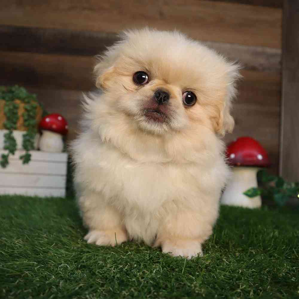 carousel pet images
