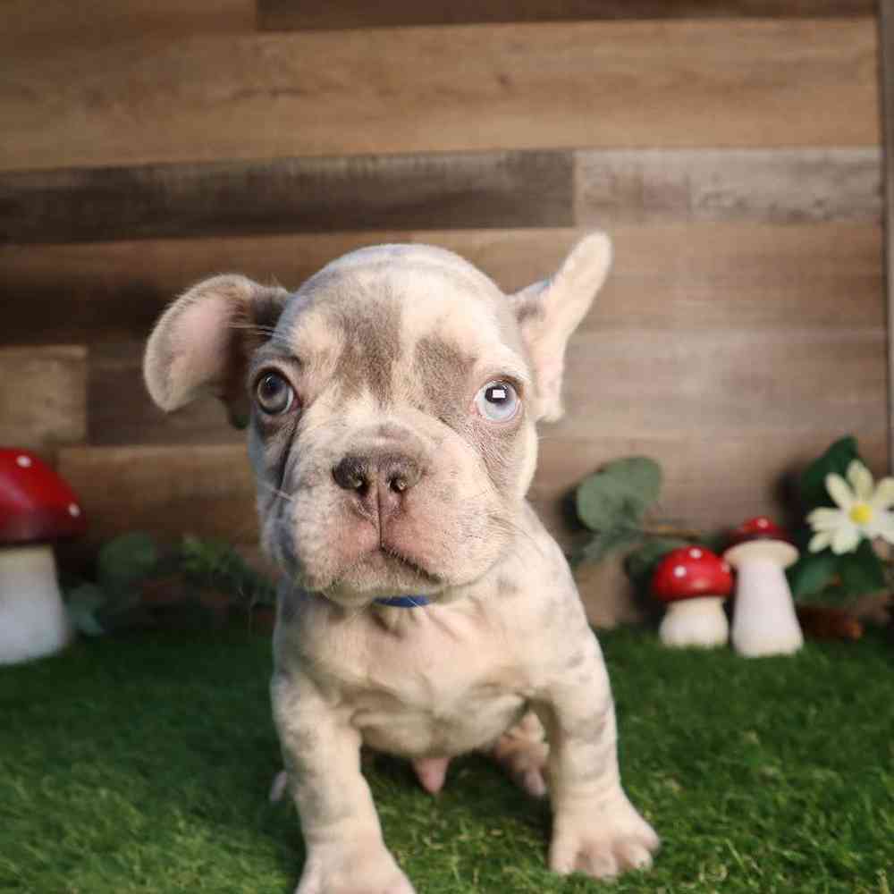 Male French Bulldog Puppy for Sale in Blaine, MN