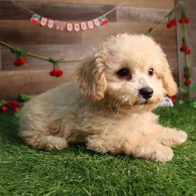 Bichon-Poo