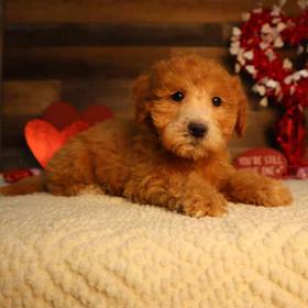 Mini Goldendoodle 2nd Gen