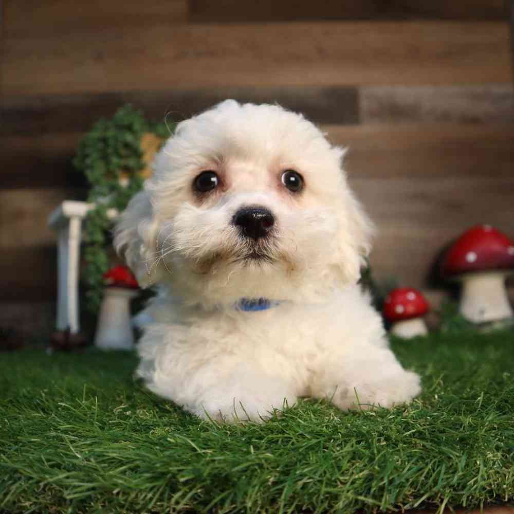Male Teddy Bear Puppy for Sale in Blaine, MN