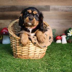 Cavalier King Charles Spaniel