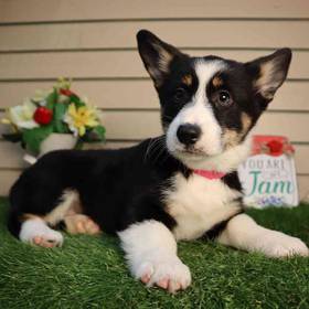 Pembroke Welsh Corgi