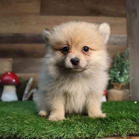 Pomeranian