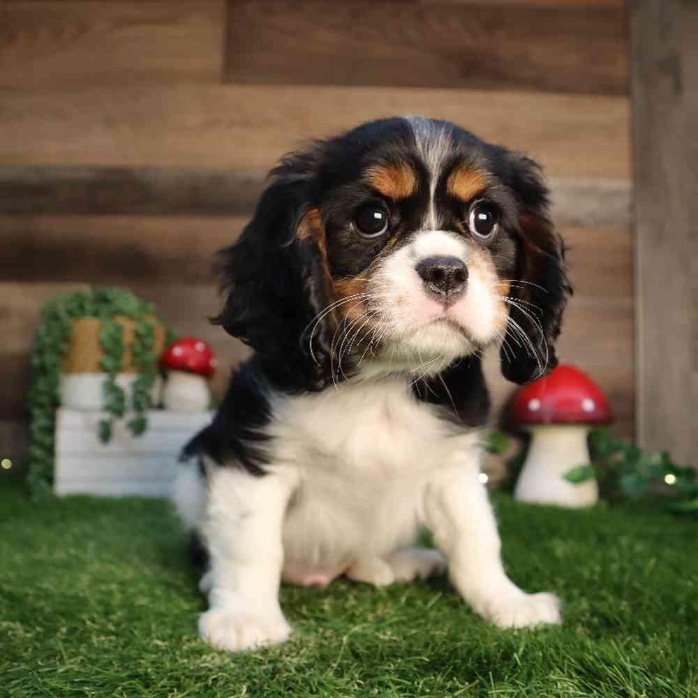 carousel pet images