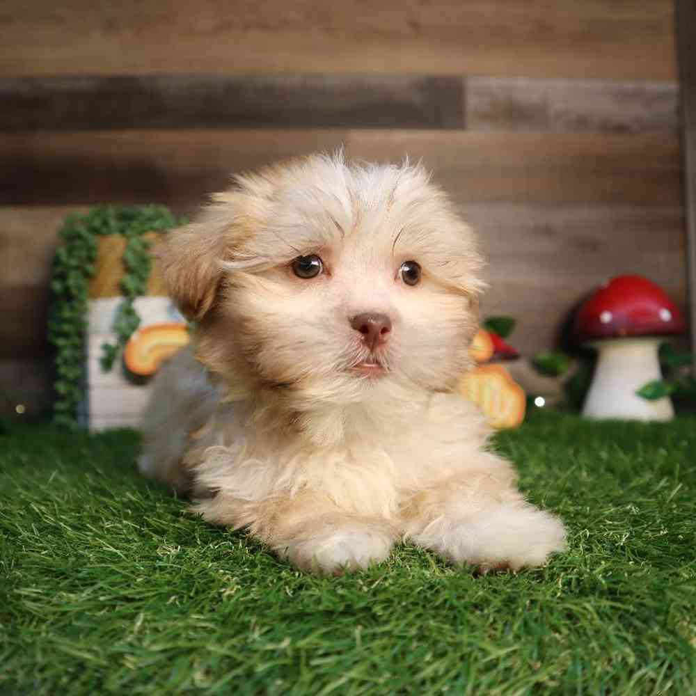 Male Malshi Puppy for Sale in Blaine, MN