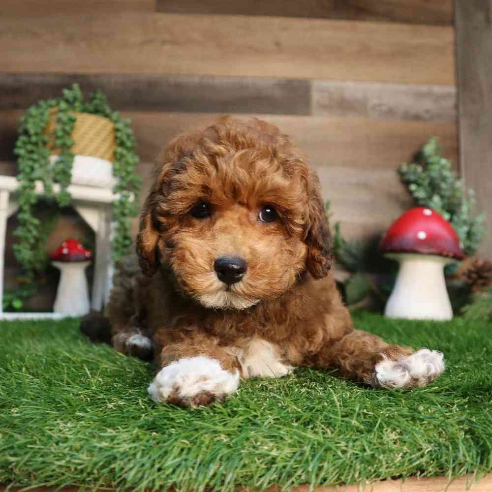 Male Bichon-Poo Puppy for Sale in Blaine, MN