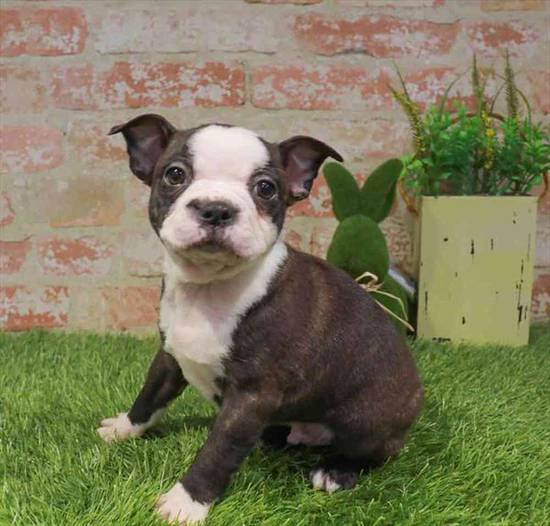 Boston Terrier