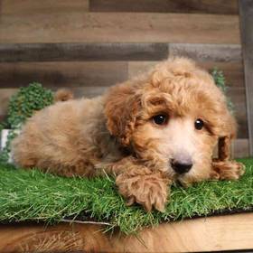 Mini Goldendoodle