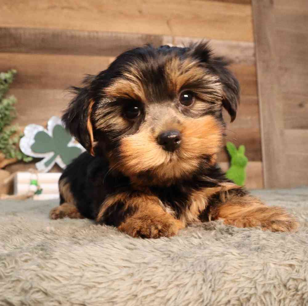 Female Yorkshire Terrier Puppy for Sale in Blaine, MN
