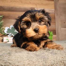 Yorkshire Terrier