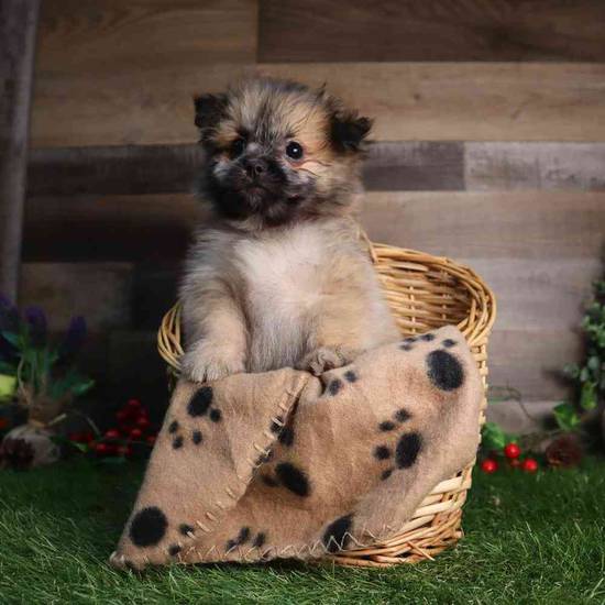 Enid