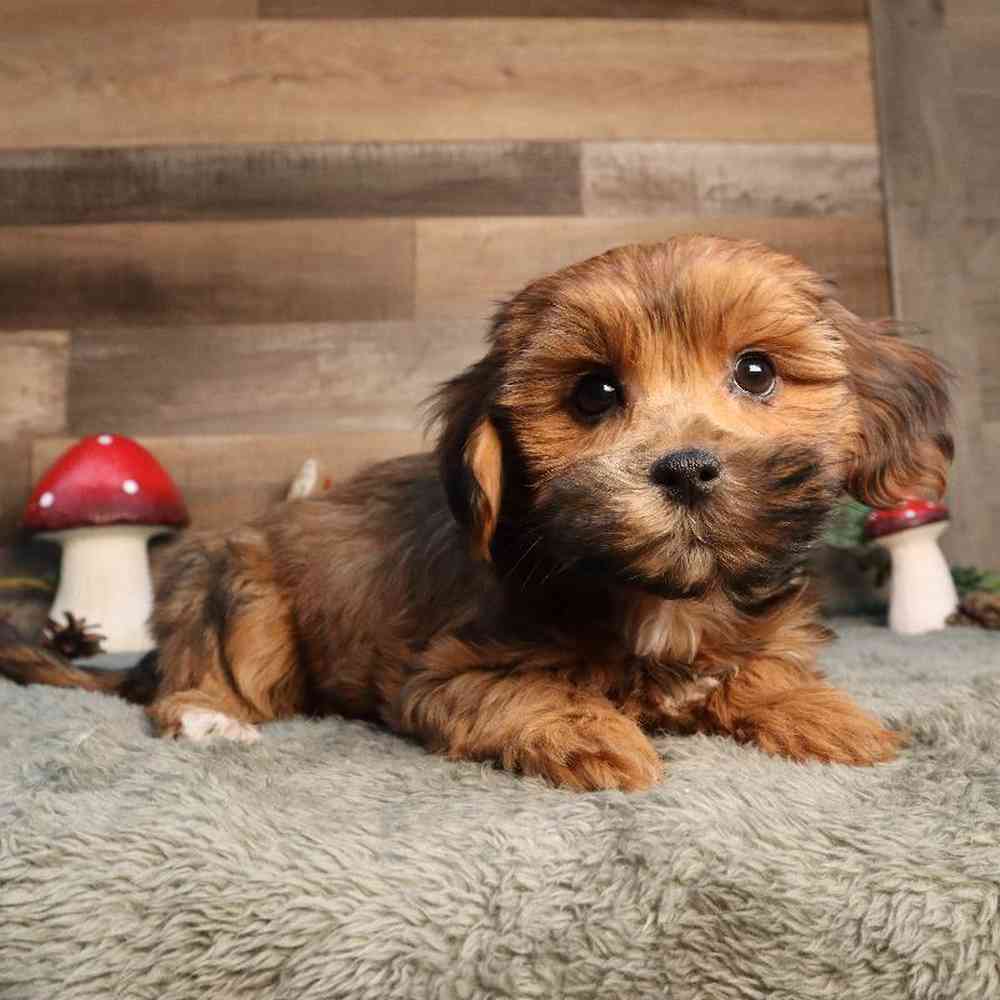 Female Shipoo Puppy for Sale in Blaine, MN