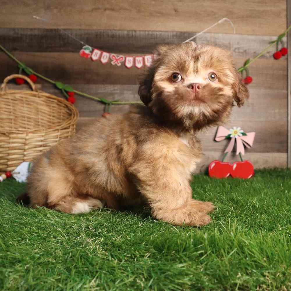 carousel pet images