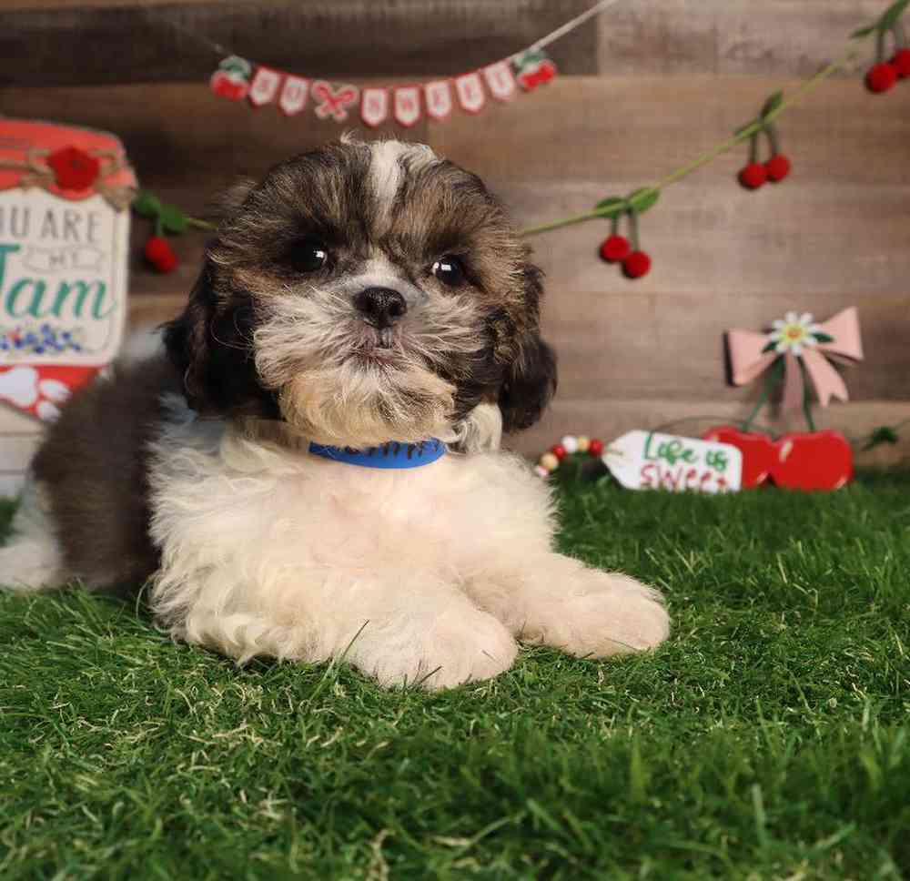Male Shih Tzu Puppy for Sale in Blaine, MN