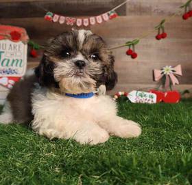 Shih Tzu