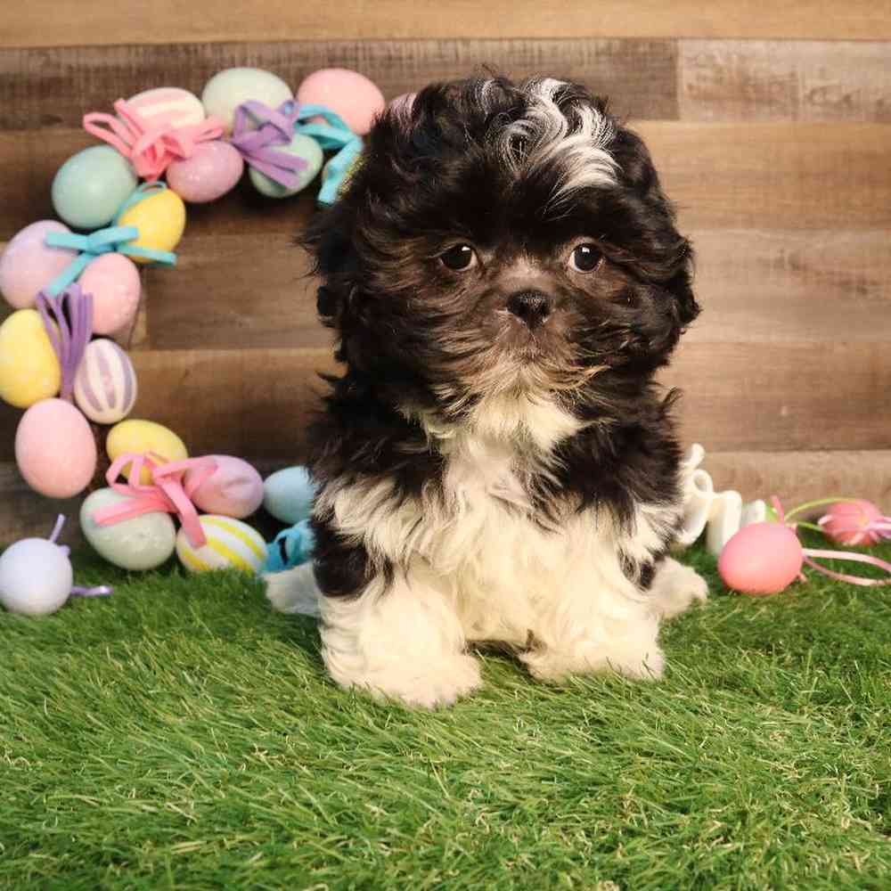 Male Shih Tzu Puppy for Sale in Blaine, MN