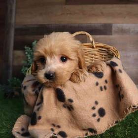 Mini Goldendoodle