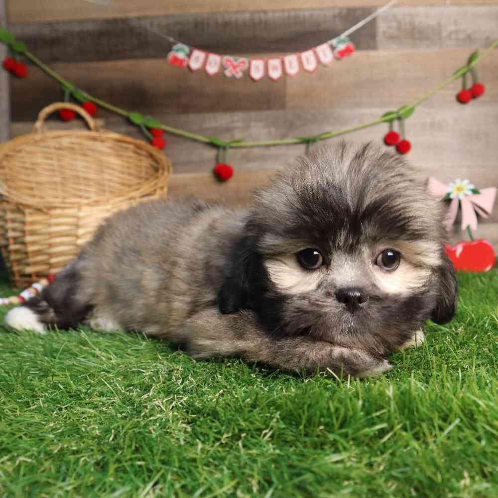 carousel pet images