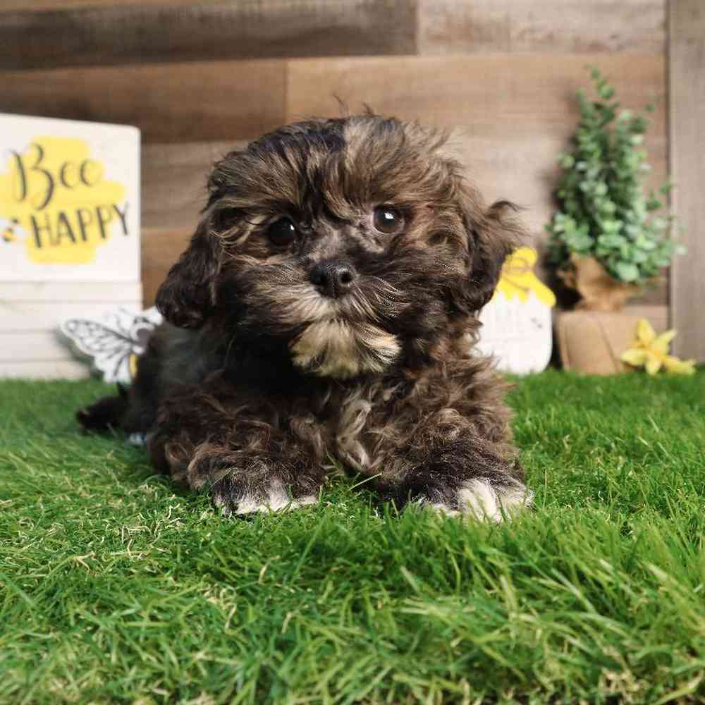 Male Shipoo Puppy for Sale in Blaine, MN