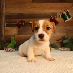Jack Russell Terrier