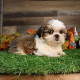 Shih Tzu