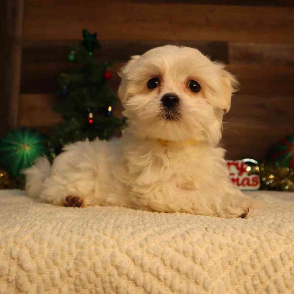 Female Maltese Puppy for Sale in Blaine, MN