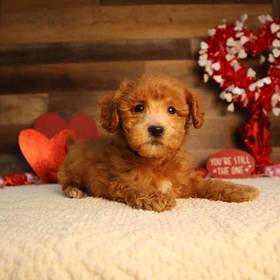 Mini Goldendoodle 2nd Gen