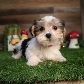 Morkie