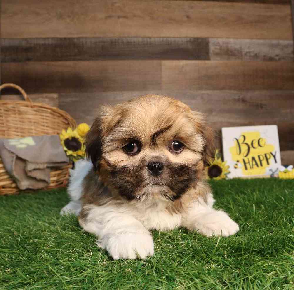 Male Shih Tzu Puppy for Sale in Blaine, MN
