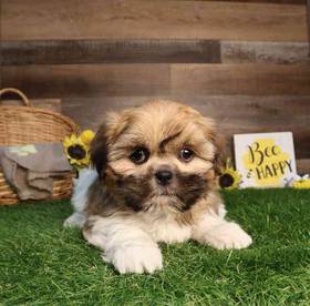 Shih Tzu