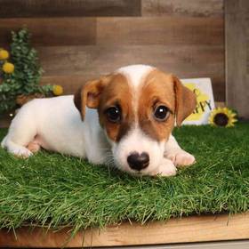Jack Russell Terrier