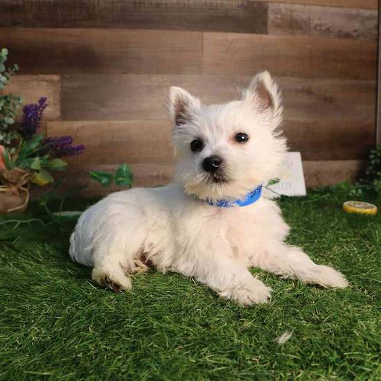 Westie Bestie